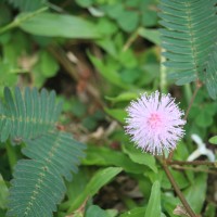 Mimosa pudica L.